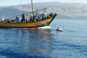 Wal- und Delfinbeobachtung mit Ribeira Brava