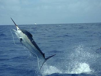 Hochseeangeln Madeira - White Marlin