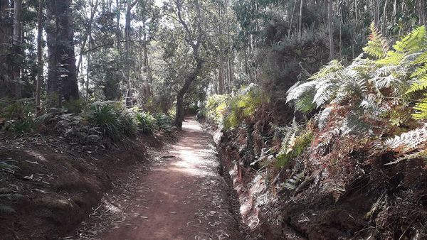 Levada Serra do Faial